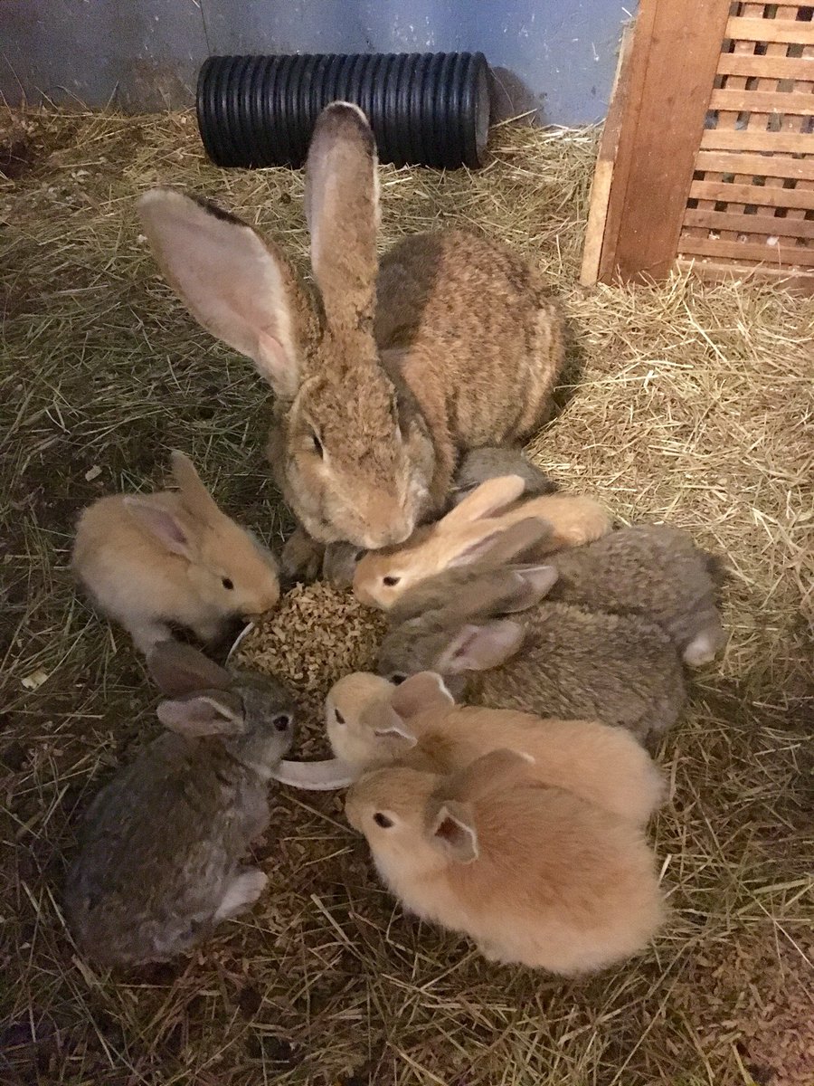 Drokja's tweet image. 