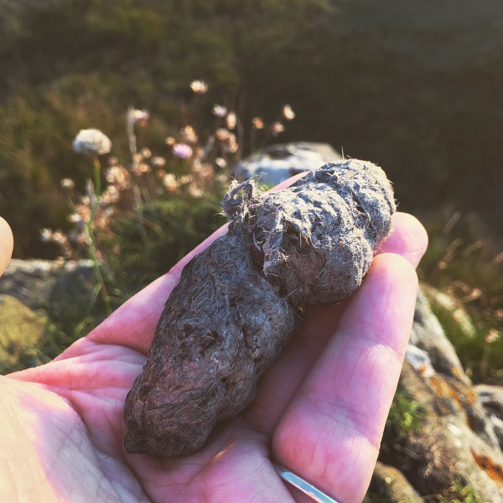 WildChild found a White-tailed eagle pellet whilst watching a lovely Hebridean sunset at Langamull beach! #mull