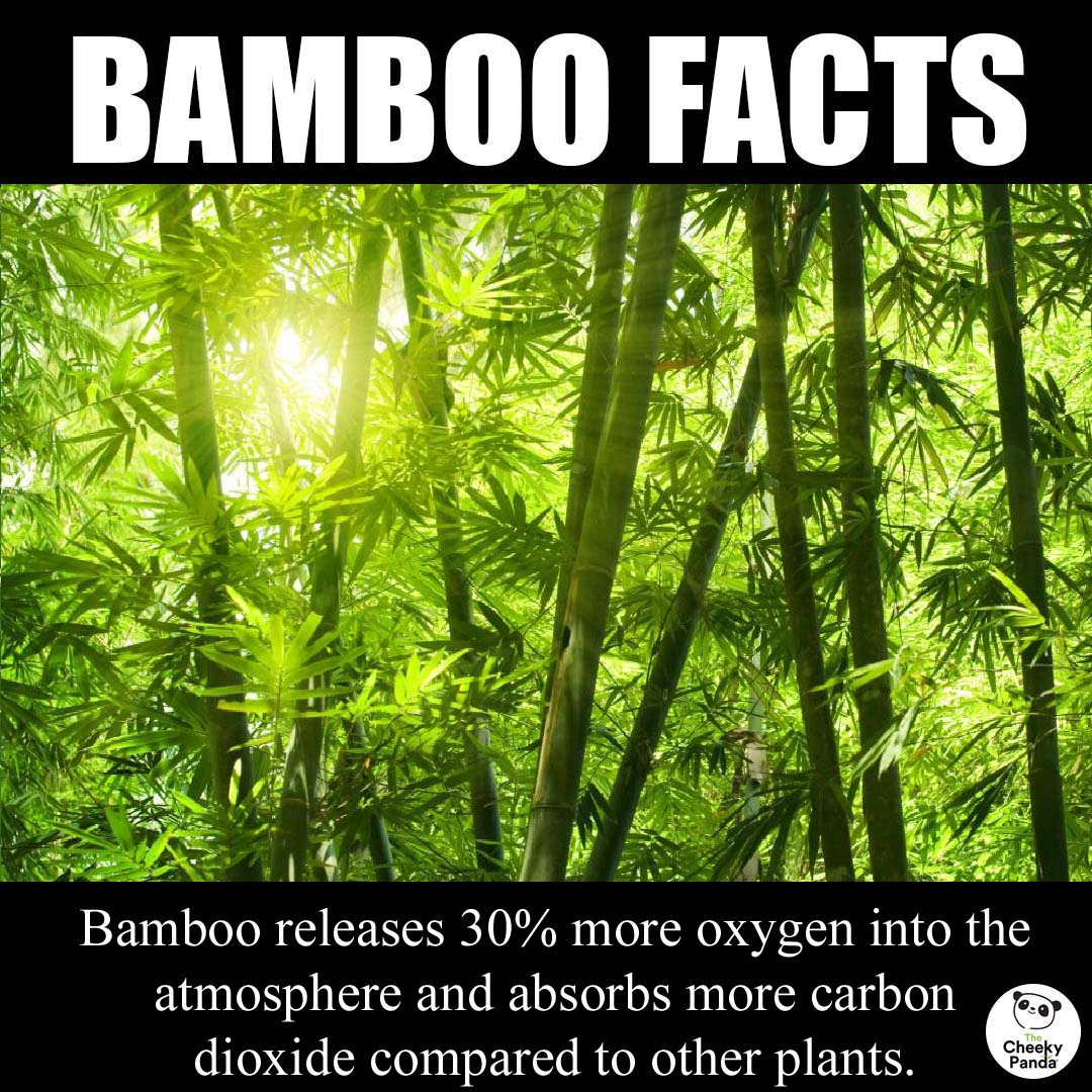 CheekyPandaHQ's tweet photo. #loveyourbum #sustainability #bamboo #awesome https://t.co/gxUgcjTT1N