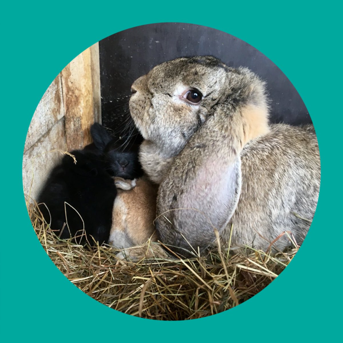 Drokja's tweet image. 