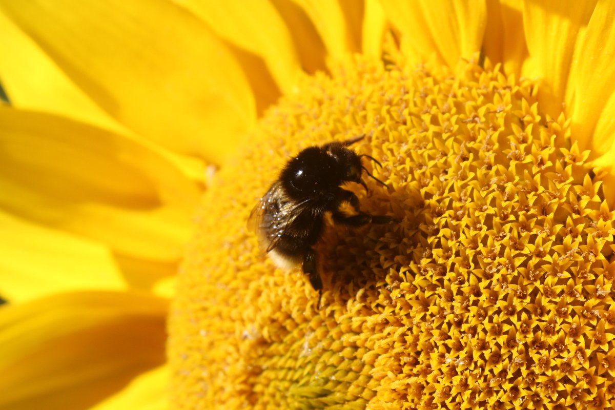 Shbumblebeeproject On Twitter The Project Is Pleased To Announce
