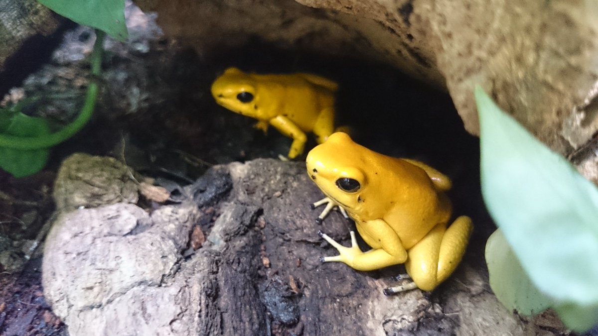 もうどく展大阪 No Twitter 世界最強クラスの毒生物 モウドクフキヤガエルの展示が決定 約5cmの小さな身体からは想像できないが200人を殺せるほどの毒をもつ劇ヤバのコロンビア産カエル 大阪会場限定生物をお見逃しなく