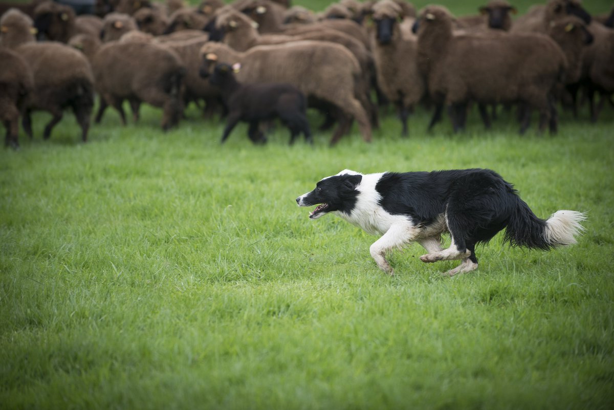 [#JourneeMondialeDuChien] Le chien, compagnon du berger pour l'aider à conduire le troupeau lors des déplacements