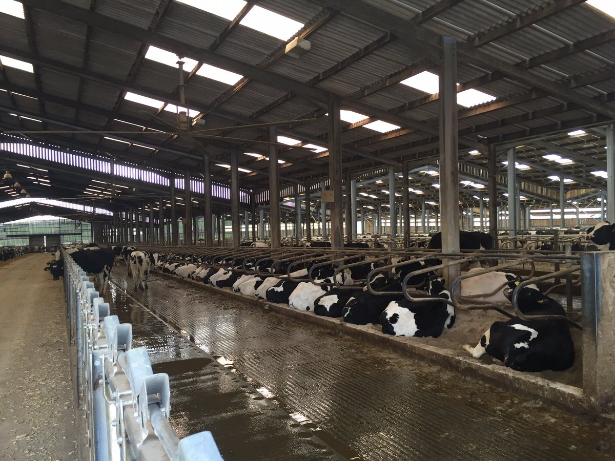 robdvet's tweet photo. @Michaelwilky @StuDairyVet @PhilFarmVet @HefinR @Bovidiva @2750GTPI @chris_cow_vet @dairycowfootdoc #itsahome #cows https://t.co/4MiFysjntv