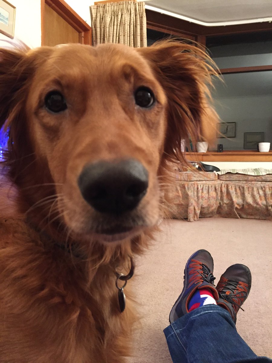 InfoplexLtd's tweet photo. #NationalDogDay #DogsOfInfoplex https://t.co/kpJD5epLFB