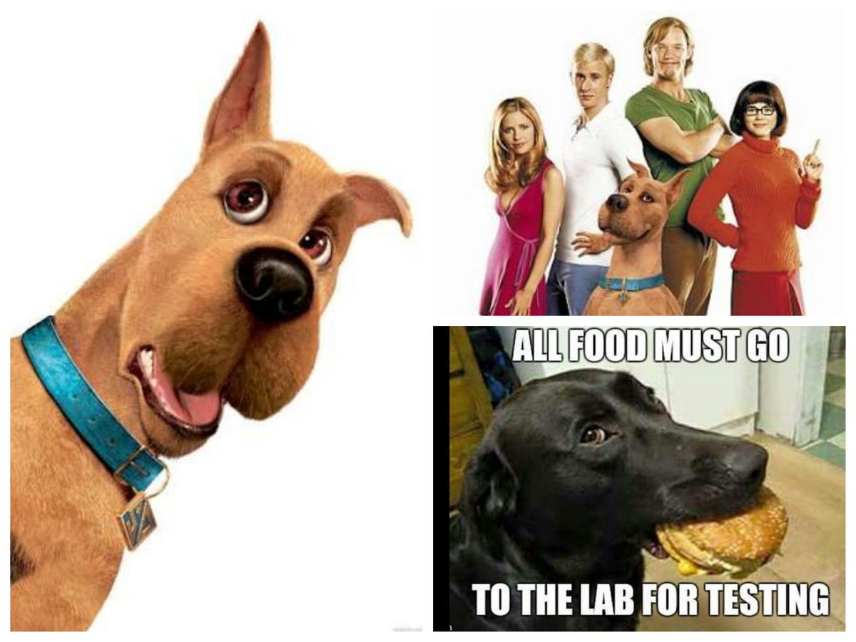 gemmiegemgems's tweet photo. Pretty sure I know where my enduring love of dogs began... #Scoobydoobydooo https://t.co/PElLAOhgIJ