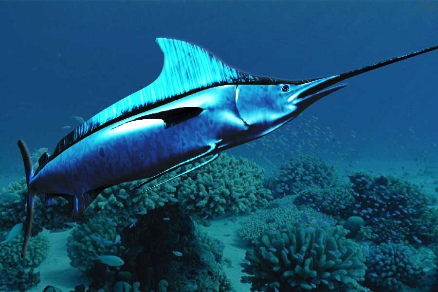chieffrc's tweet image. In light of that last tweet, today's animal img is a Black Marlin - fastest swimmer at 82mph