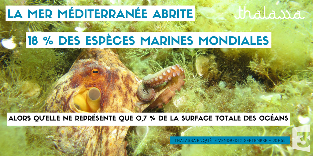 Thalassa aventures extrêmes tweet media