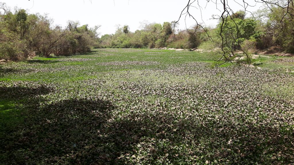 #RebrandingBurkina Champ de nenuphars bange weogo #lwili espace vert