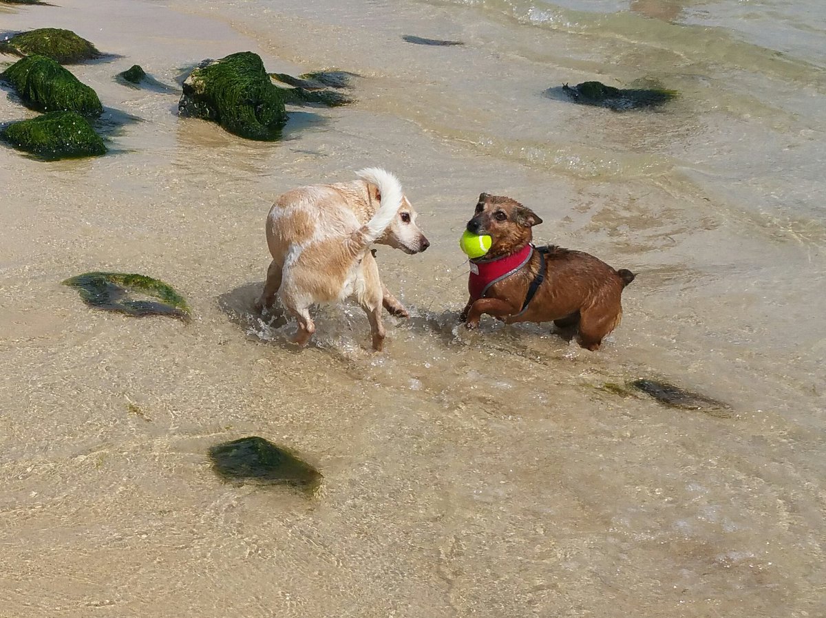 thecamperdog's tweet photo. #nationaldogday #lovedogs https://t.co/aN0cKsWYGS