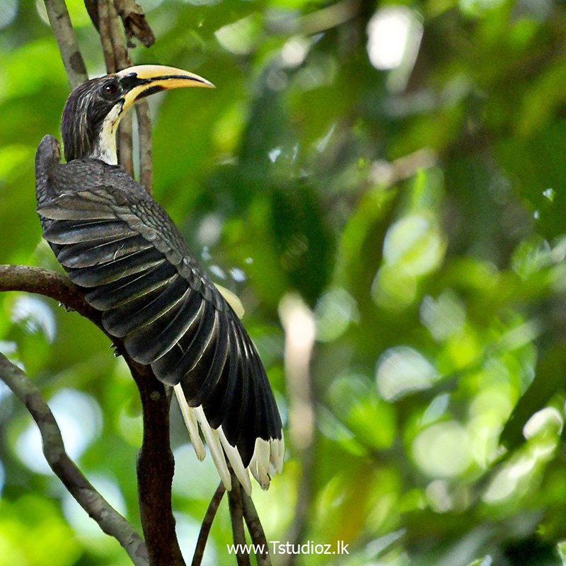 Tstudioz_lk's tweet photo. High on Hornbills. #Tstudioz #FollowFriday 
#Wildography #Srilanka https://t.co/1eyQVvoTVu