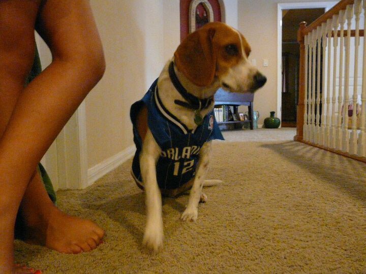 J_thompson138's tweet photo. #NationalDogDay #puremagicpup https://t.co/zleKK8t5Q9