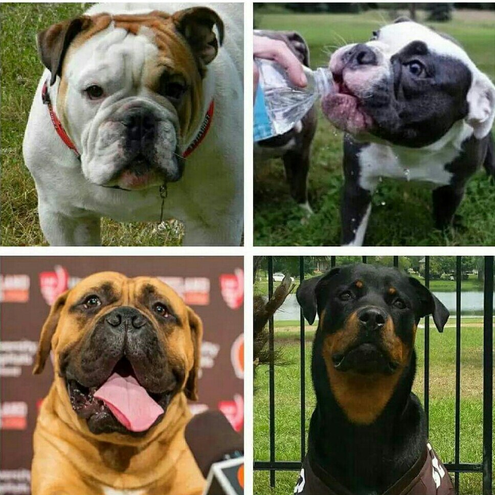 Happy #NationalDogDay Cairo & Nile Barnidge [@garybarnidge 's boys], Swagger  [@NFLdawgs] and Miss Riley Barnidge!