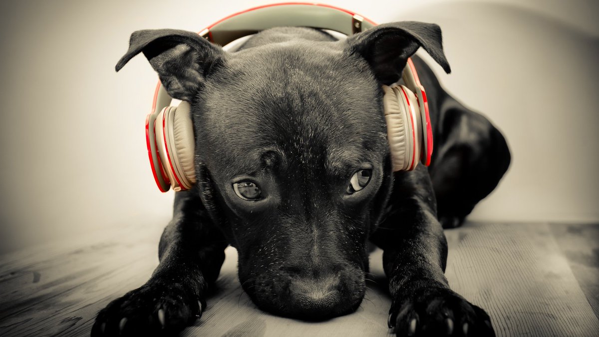 WiseDogRecords's tweet image. It may be #NationalDogDay but the #WiseDogs are working hard to find awesome new music ... #NoRestForTheWiseDogs