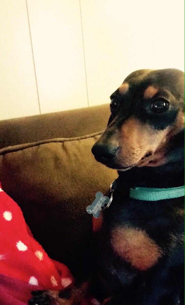 BluesyThoughts's tweet photo. No way @Purina and @Target! Look at my beebs! #dachshunds #widdles https://t.co/hf0ZLsqiZJ