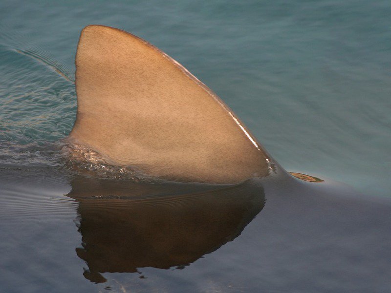 WATCH: Has a great white shark been spotted off #Cornwall? piratefm.co.uk/news/latest-ne…