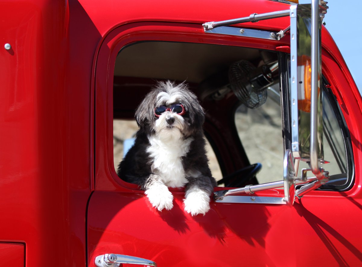 Wanna go for a ride? Here’s to every dog’s favorite phrase. Happy #NationalDogDay, everyone!
