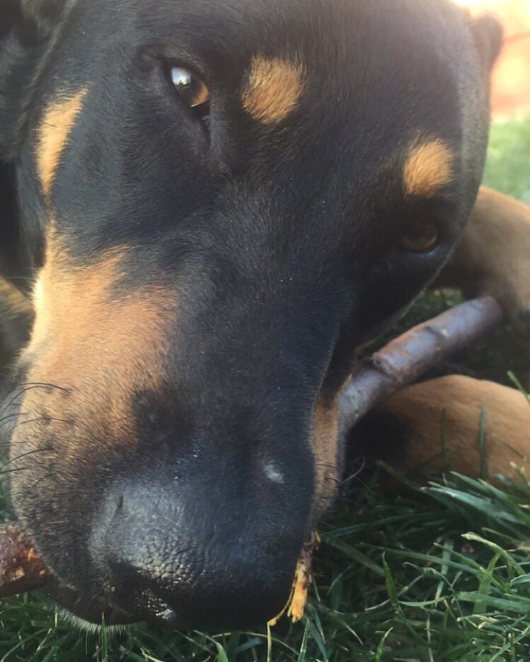 Celebrating #nationaldogday with our amazing rescue pup Toby from the <a href="/kshumanesociety/">Kansas Humane Society</a>! instagram.com/p/BJk7MeqD18G/