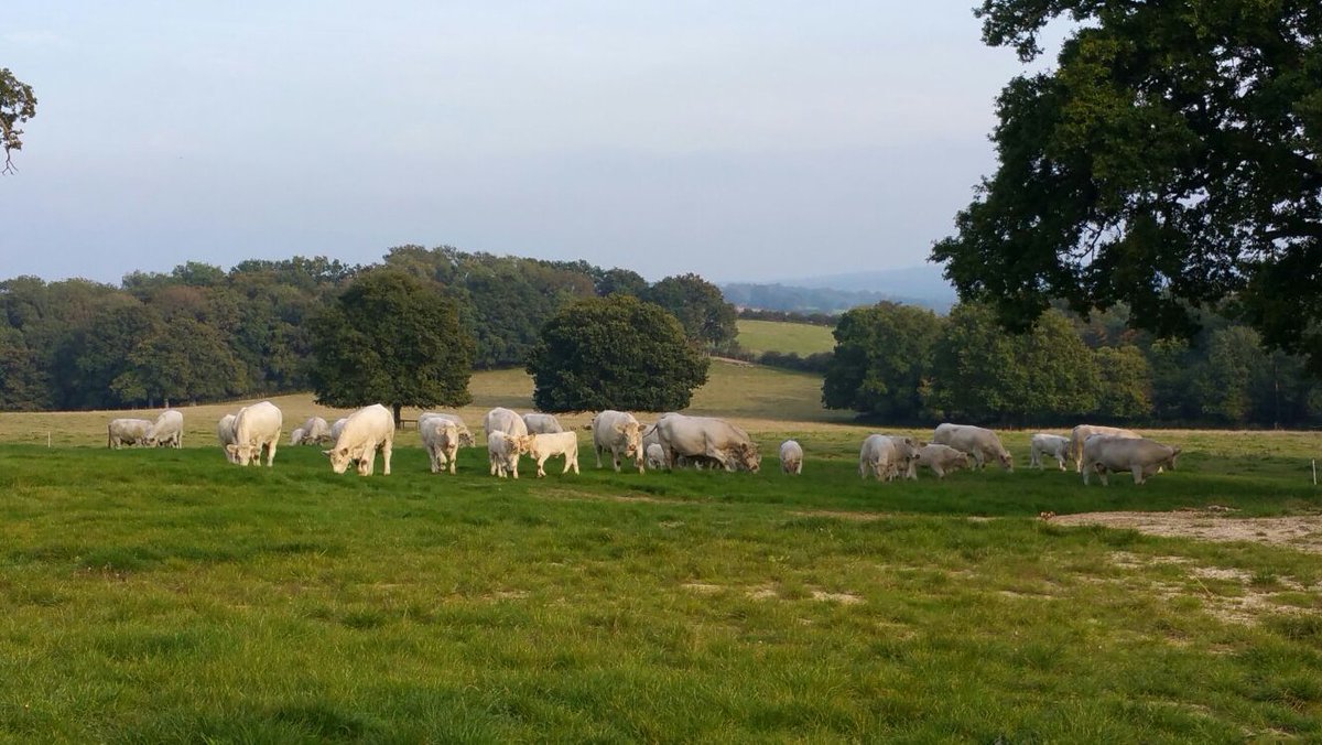 HighfieldsPark's tweet image. The cattle are ready and excited for their trip to Oxted and Edenbridge Agricultural Show. 🐮 ow.ly/XsCH303CfDE