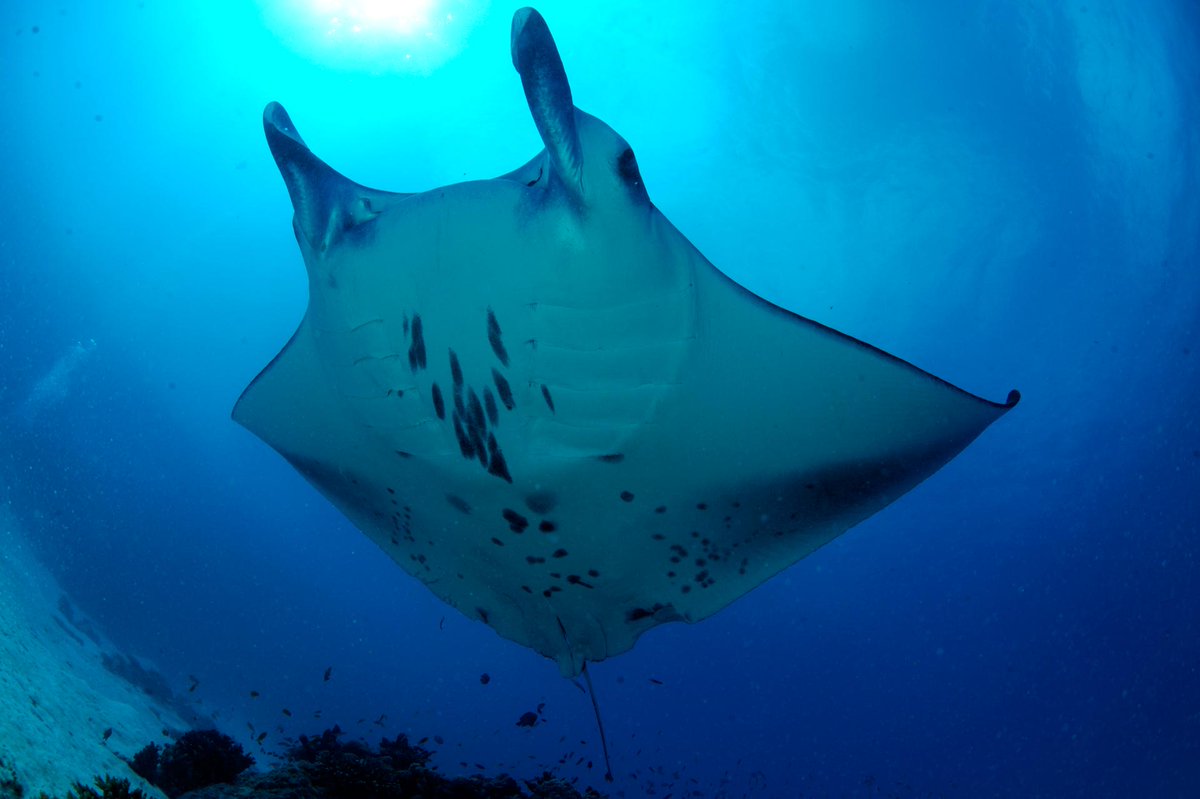 Our Seychelles project are finding out where #mantarays go in winter! Follow the project: saveourseas.com/update/mysteri…