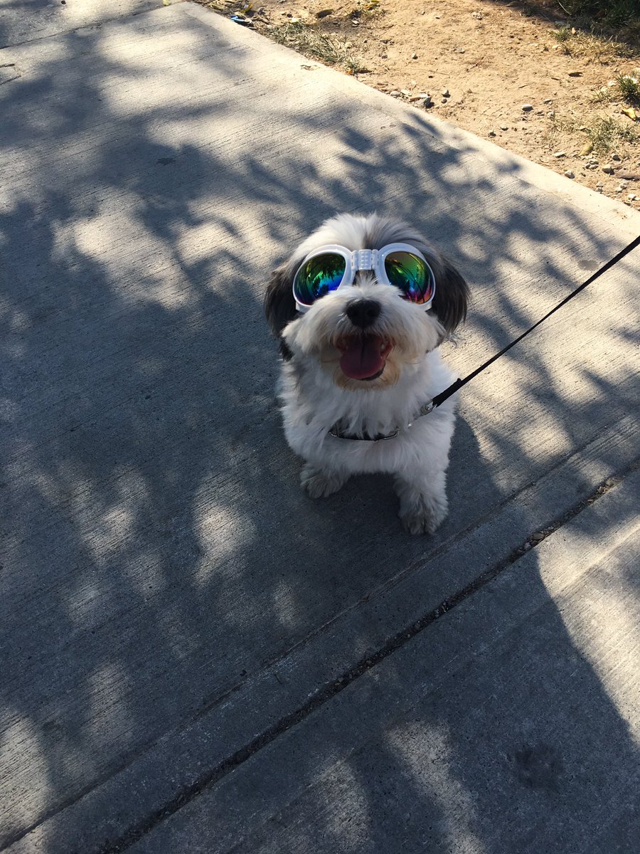 It's #NationalDogDay today! Make sure to give your #dog an extra hug and treat today #LibertyVillage!