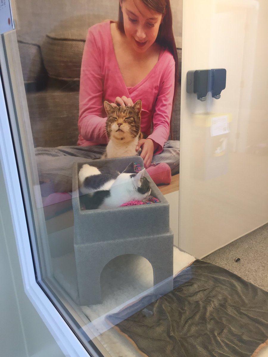 FirstFranchise's tweet image. We're at the brand new @CatsProtection rehoming and information centre in Blackdown Garden centre. It's fantastic!
