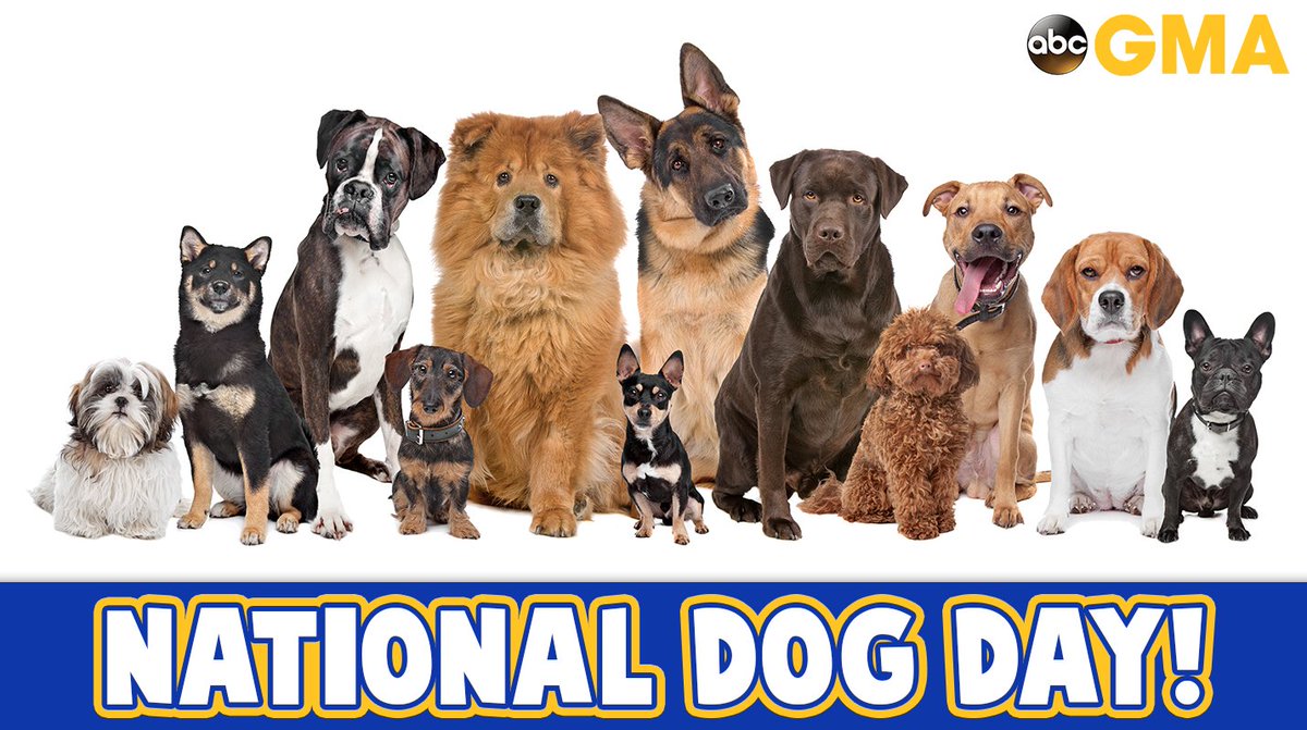 GMA's tweet photo. Happy #NationalDogDay!  🐶 https://t.co/35qwSHx1mB