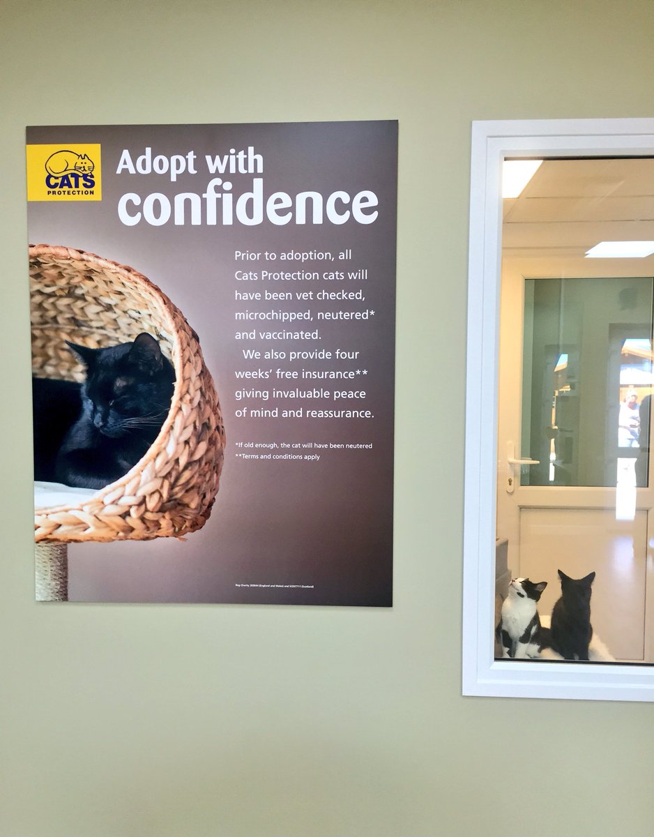 FirstFranchise's tweet image. Very sweet cats looking for a home @CatsProtection, at a superb facility. All parties involved have done a great job