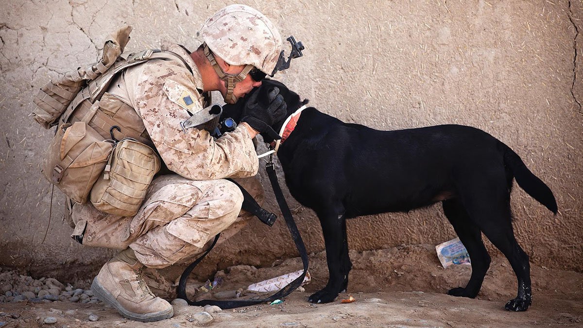 TexasVLB's tweet photo. Happy #NationalDogDay to all the amazing active & retired military service dogs out there. https://t.co/F9haBjwz8J 🐶 https://t.co/f3glteYWpk