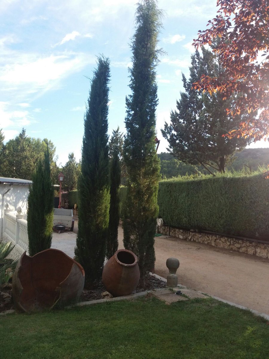 unjardinparami's tweet photo. #cipreses y #prunos en el #jardin son #arboles a tener en cuenta si aún tienes dudas sobre qué plantar #UJPM https://t.co/N55sYJvfnq