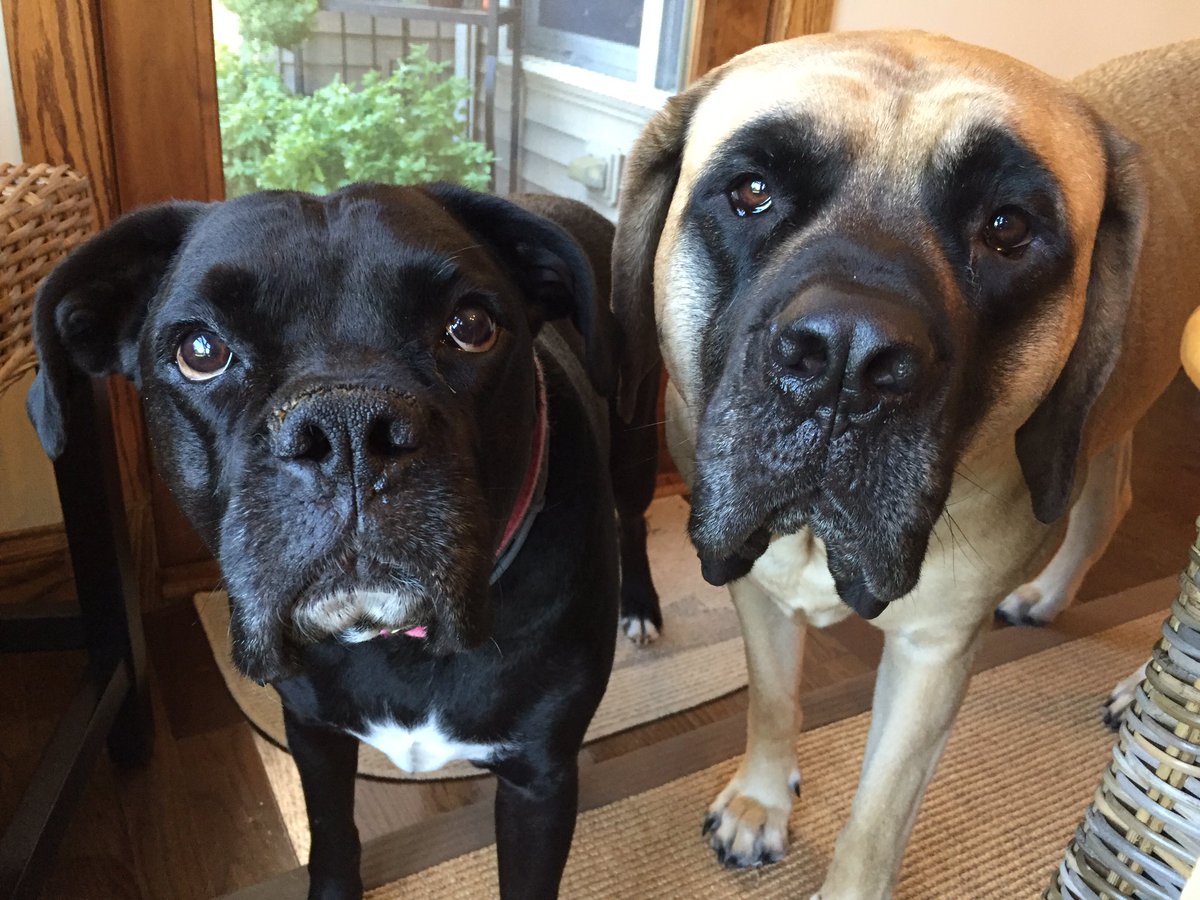 HAPPY NATIONAL DOG DAY from Lulu and Bean!!  Spoil your dogs today (and everyday 😉)#lulubeangifts #bubbarose