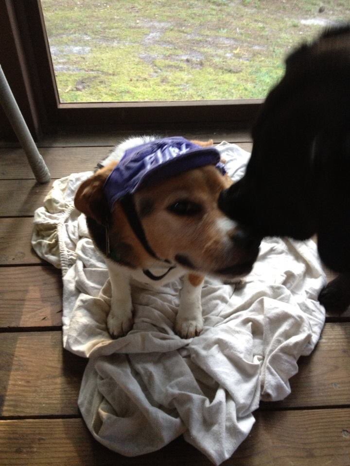 HiddenPaw666's tweet image. Happy #NationalDogDay from my PA and I anipals.