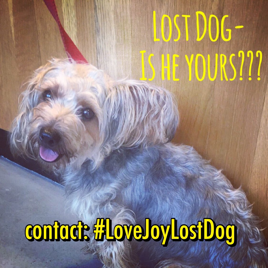 Found this Dog running around without a microchip or collar in NE DC #LoveJoyLostDog #Noma #CapitolHill