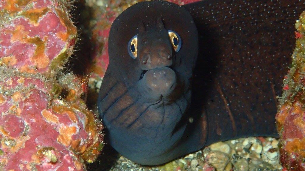 Also there was some amazing life there, like #morayeel #octopus and even a #canarianlobster a protected species.