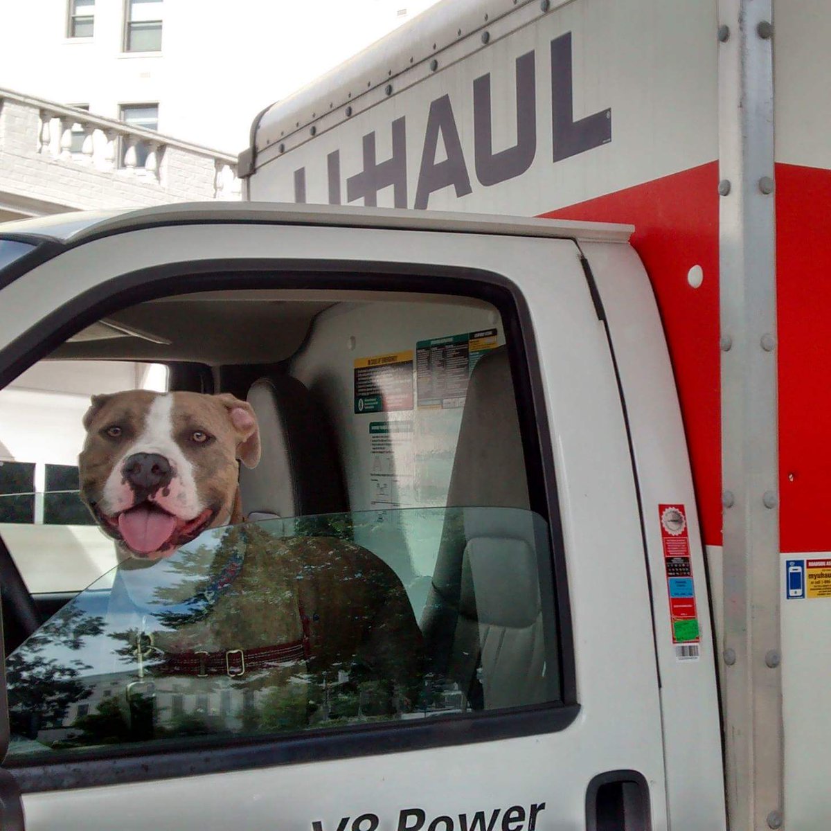 Happy #NationalDogDay from the dogs of <a href="/creditunionscom/">CreditUnions.com</a> #dogdaysofsummer