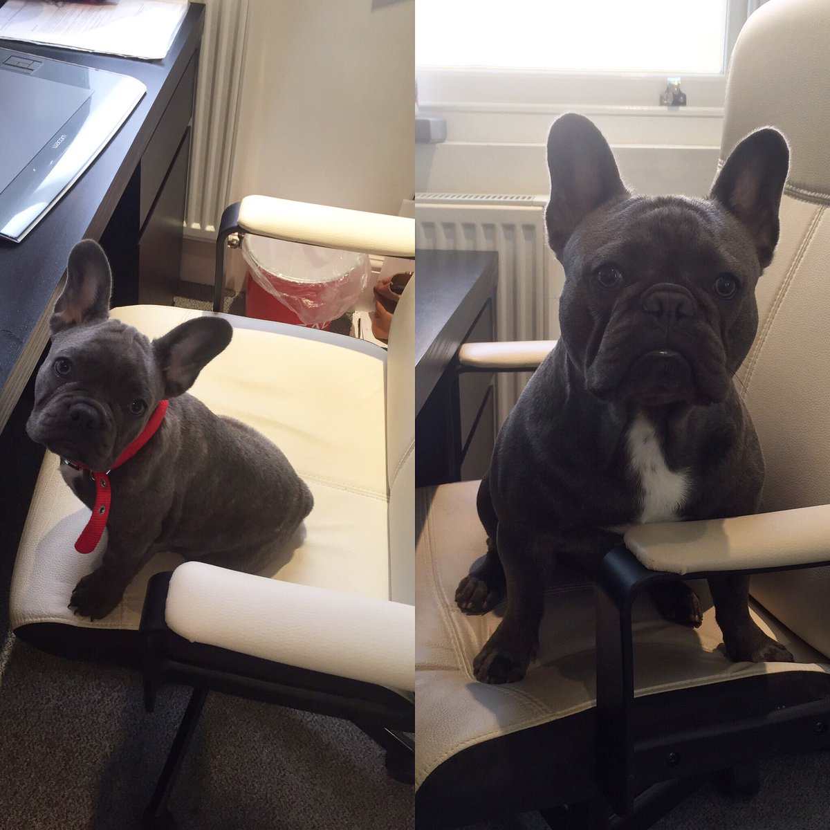 Whateverandco's tweet image. @Teddy_andco_  comes to work every day &amp;amp; we love him! Show us your #officedog on #NationalDogDay #puppy #sme #brand
