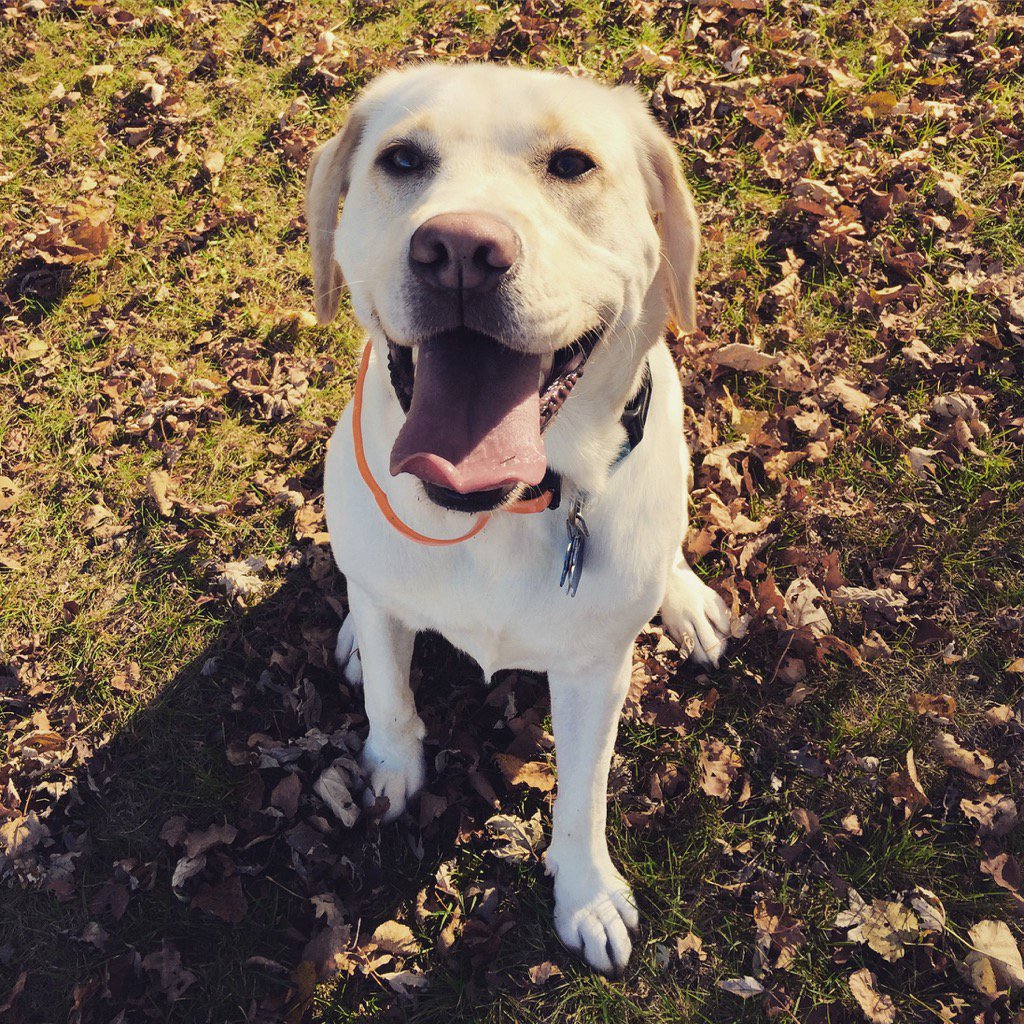jamesoleary87's tweet photo. Happy #NationalDogDay to the best pup a guy could ever have! #butterpup https://t.co/MnAbLn1KD0