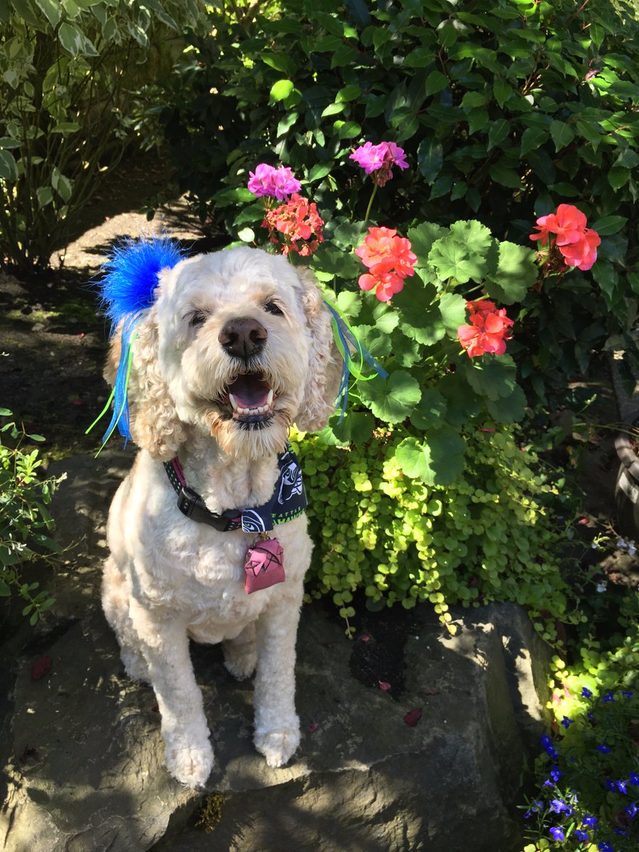 CockapooSyd's tweet image. It's #NationalDogDay! Give your dog an extra cuddle today!