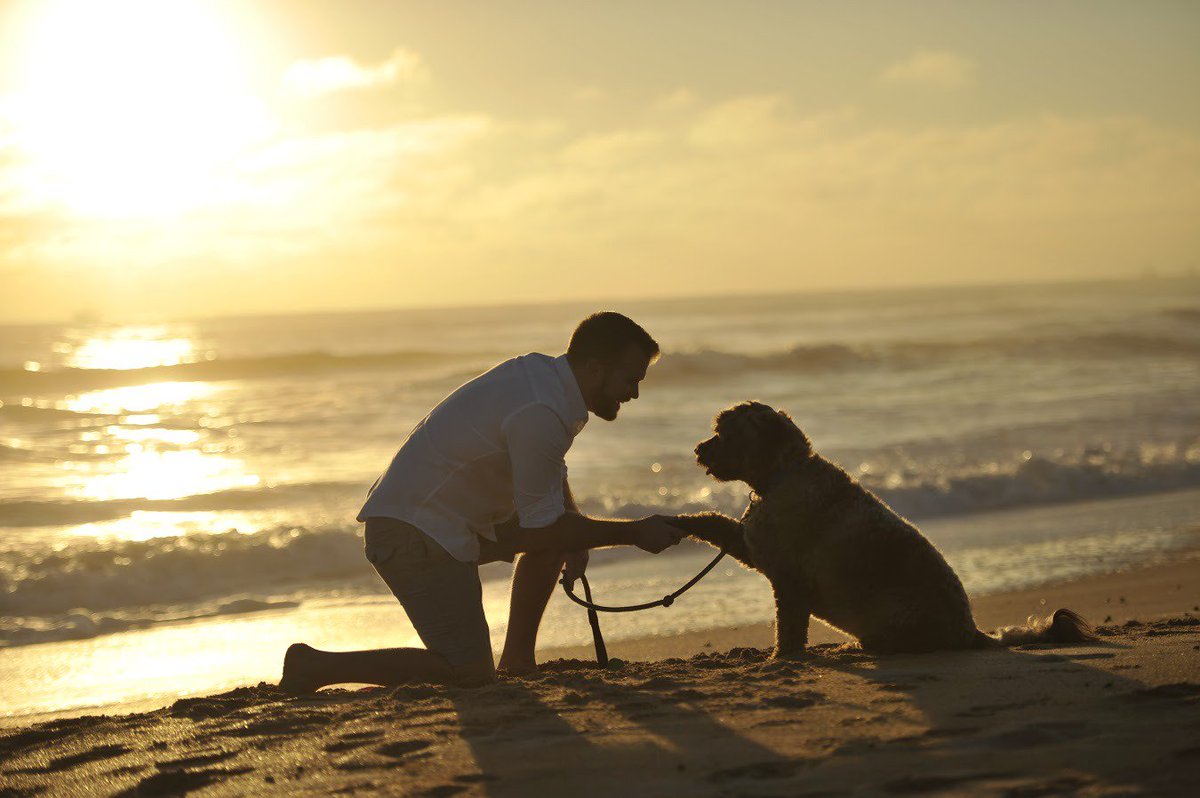 VisitFlagler's tweet photo. It's National Dog Day and Palm Coast is the perfect place to spend it. #DogsLoveFL #VisitFlager https://t.co/4PsC3SmBzu