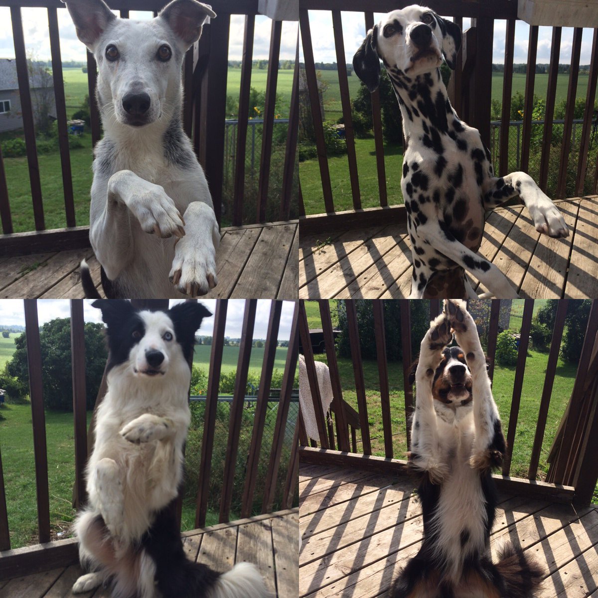 Happy National Dog Day! #NationalDogDay #inspiredbypets #lovethem