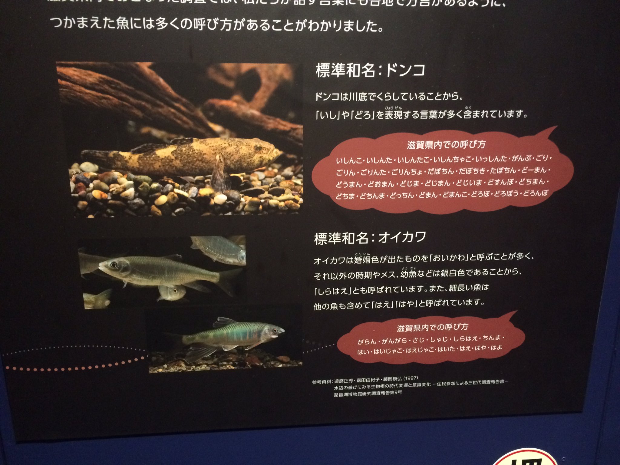 風霊守 ドンコの別名 いしんこ いしんた いしんたこ いしんちゃこ いっしんた がんぷ ごり ごりんた ごりんちょ だぼちん だぼちき たぼちん どーまん どうまん どおまん 風霊守 ドンコの別名 いしんこ いしんた いしんたこ いしんちゃこ いっしんた がんぷ ごり ごりんた ごりんちょ だぼちん だぼちき たぼちん どーまん どうまん どおまん