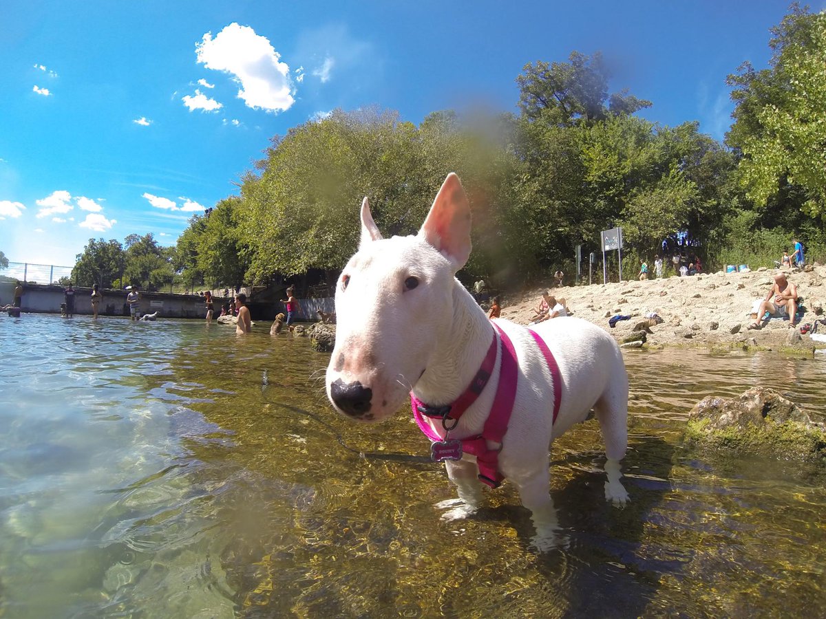 jayman411's tweet image. Going to have to join in and celebrate #NationalDogDay ... here are my girls...#bullterrier #jindodog Rousey &amp;amp; Sunny