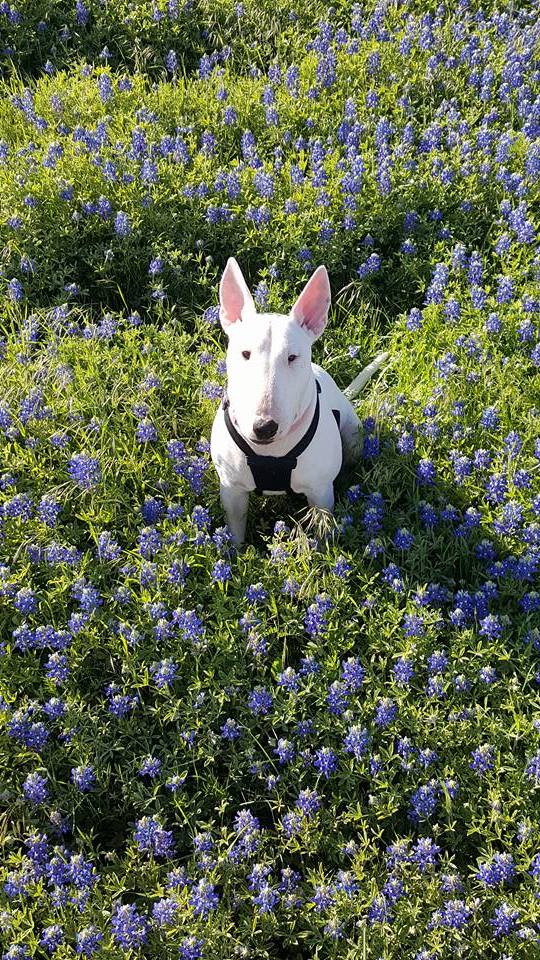jayman411's tweet image. Going to have to join in and celebrate #NationalDogDay ... here are my girls...#bullterrier #jindodog Rousey &amp;amp; Sunny