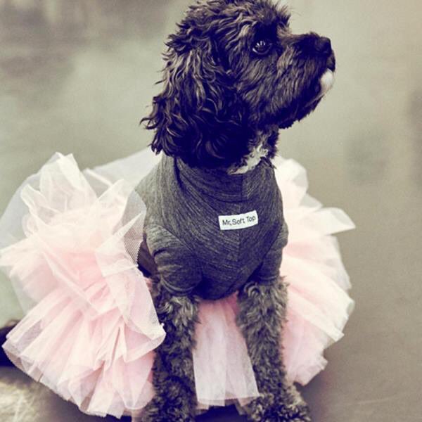 #Tutu cute! #ABT celebrates #NationalDogDay with Soloist @devonteusch's adorable dog Riley.