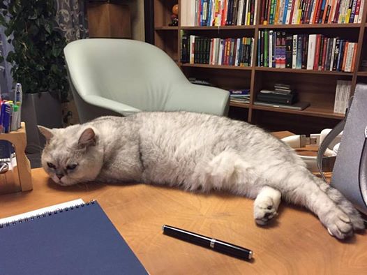 Пока я по заграницам разъезжаю Фунтик реально скучает и ждёт #нашфунтик