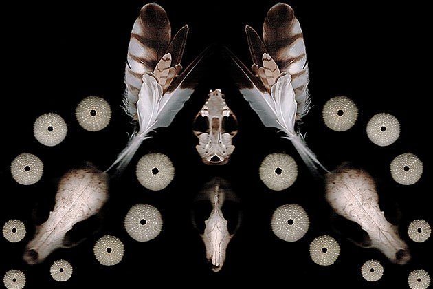 wirecutter flatbed scanner