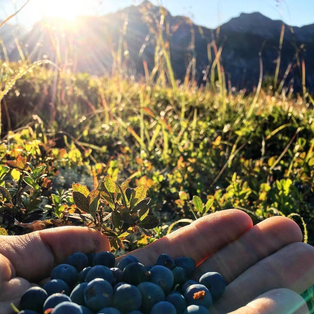 Belohnung auf höchstem Niveau - #blueberry #dream #berg #blaubeeren im #wipptal - #mountains #lovetirol #tirol #aus…