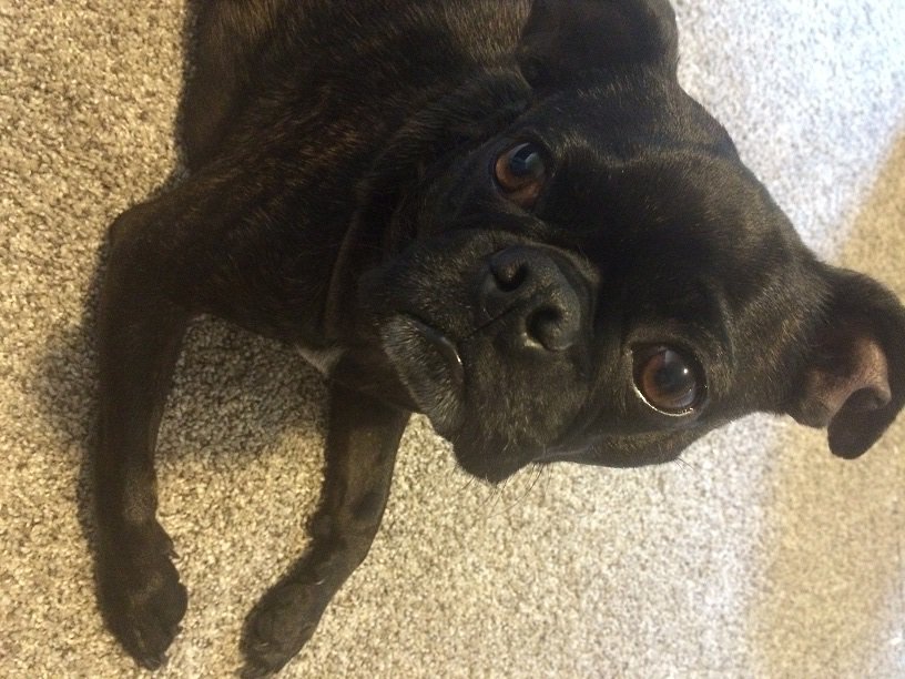 fox53wpgh's tweet photo. Happy #NationalDogDay from the pups of #Fox53 & @22ThePoint! https://t.co/9BARvaaEx4