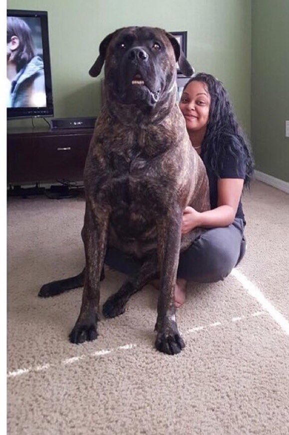 Craig__b's tweet photo. That's a grown ass man. Nigga need to be paying rent RT @_annie_yb: HAPPY #NationalDogDay from Preyst! https://t.co/sAIXfCnJOK