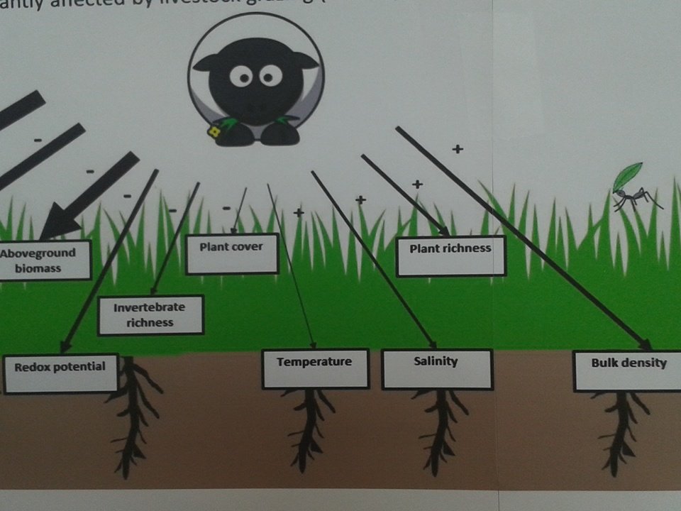 lajollabeck's tweet image. Who might munch in salt marshes & does it matter? There's a #SystematicReview 4 that @KateD_Ecol #envevidence2016